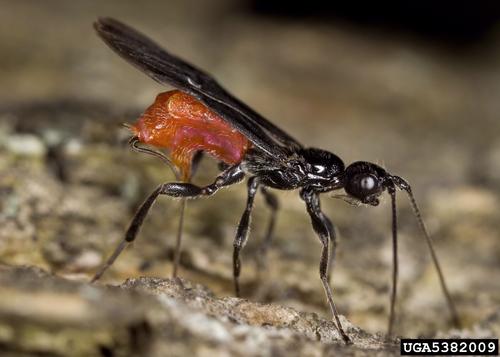 A Wasp That Parasitizes EAB Larvae