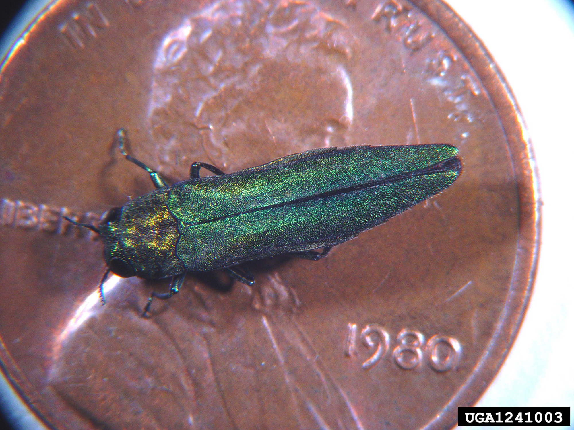 Emerald Ash Borer Boone County Arboretum