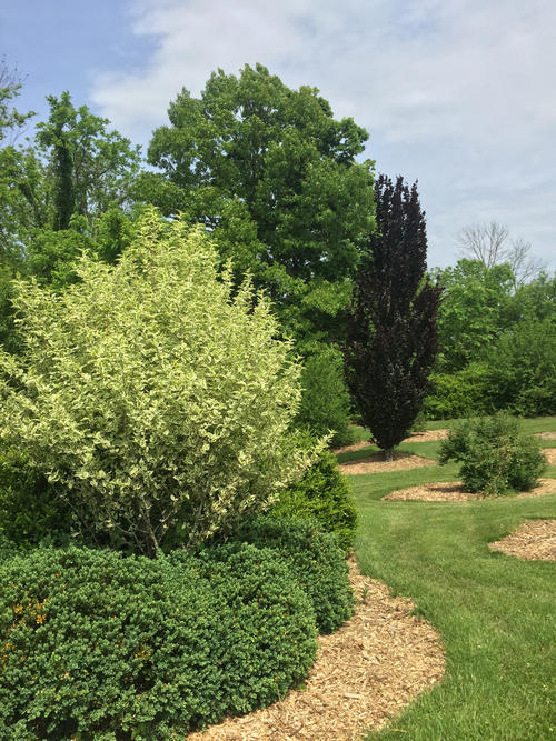 Boxwood Collection Area