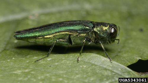 EAB Adult