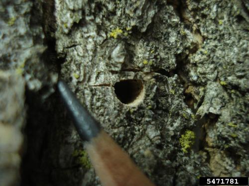 Exit Hole From EAB Adult