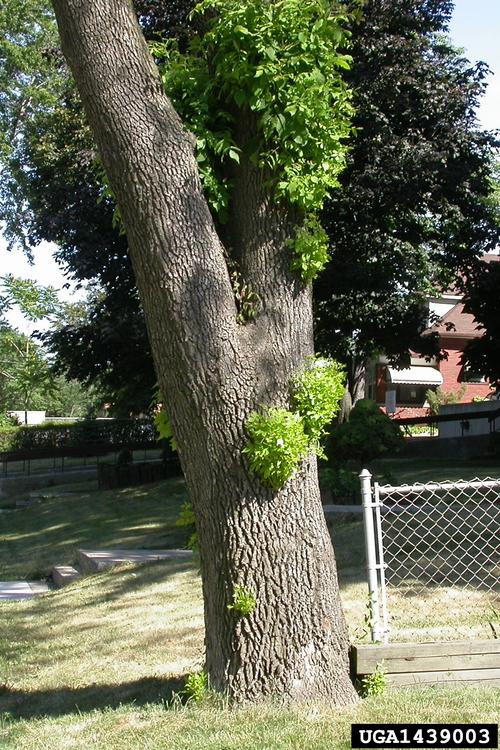 Epicormic Shoots on an Ash Tree