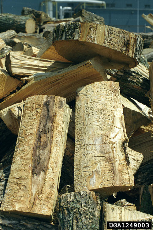EAB Infested Firewood Pile