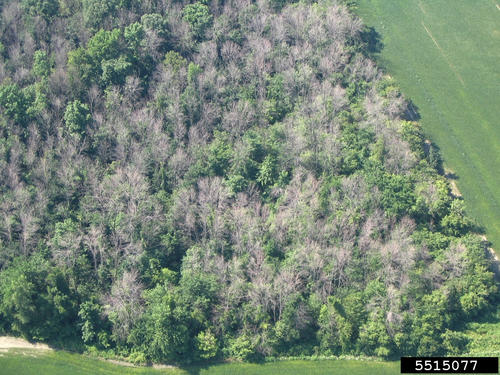 Many Dead Trees in Forest Because of EAB