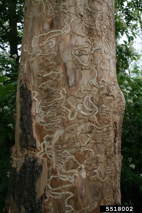 Multiple EAB Larval Galleries