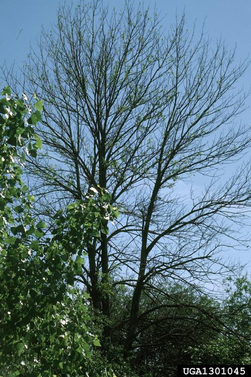 Dead Tree Because of EAB