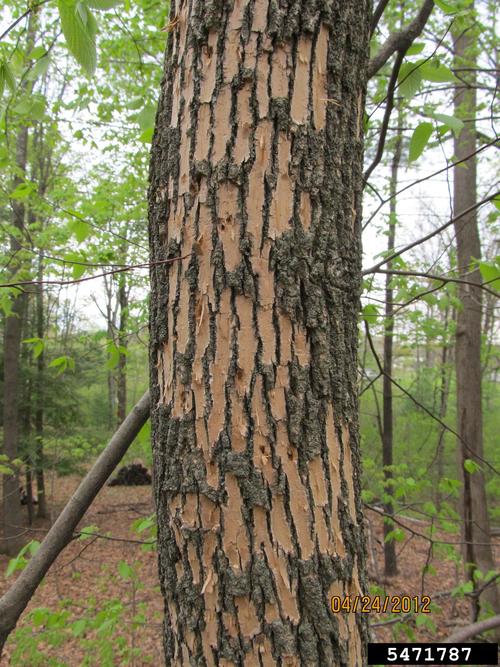 Damage From Woodpeckers Feeding on EAB Larvae