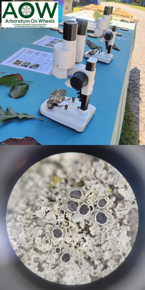 Lichens Up Close