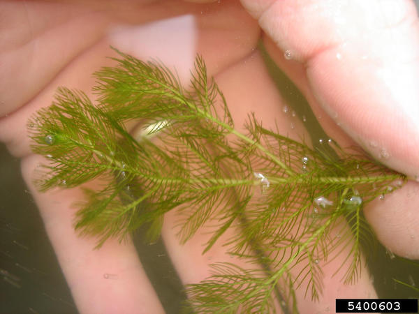 Eurasian Watermilfoil