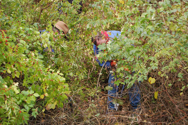 Removing Invasive Plants