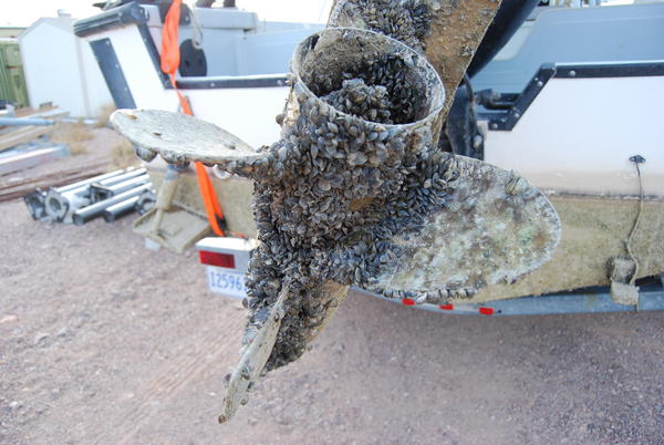 Quagga Mussel Clogging Boat Motor