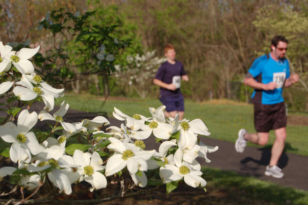 Dogwood Dash