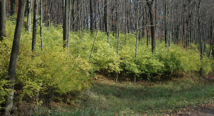 Honeysuckle Overtaking A Forest Floor