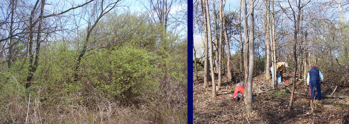 Before And After Invasive Removal